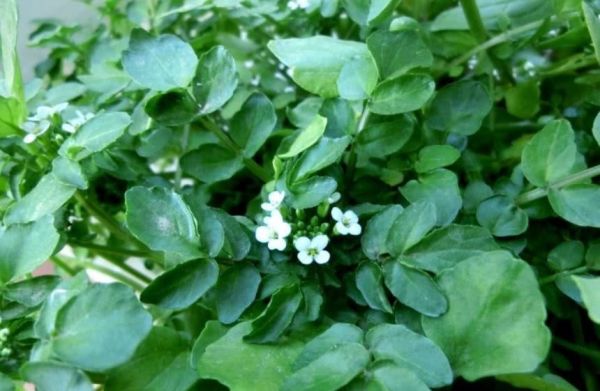 豆瓣菜經常食用它的好處?