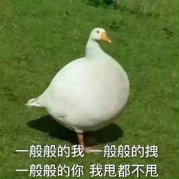 【抖音網紅比心鴨子表情包】比心鴨子高清無水印圖片分享