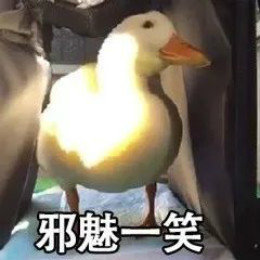 【抖音網紅比心鴨子表情包】比心鴨子高清無水印圖片分享