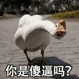 【抖音網紅比心鴨子表情包】比心鴨子高清無水印圖片分享