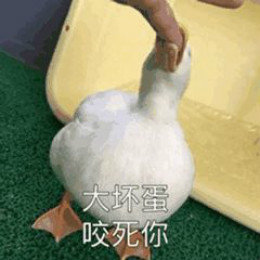 【抖音網紅比心鴨子表情包】比心鴨子高清無水印圖片分享